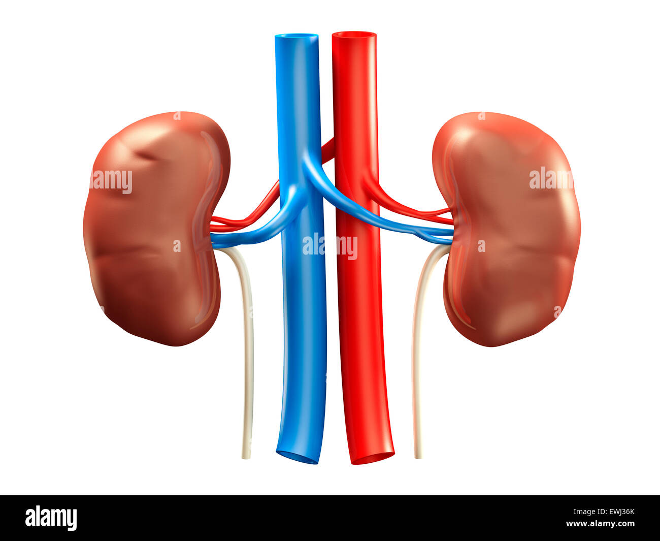 Human kidneys medical 3D illustration isolated on white background Stock Photo