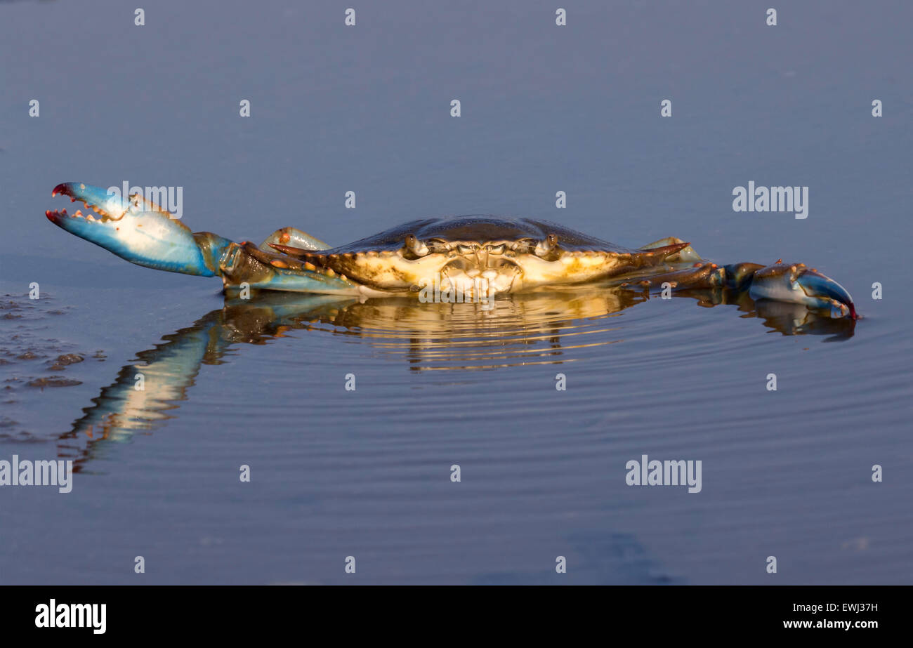 Atlantic blue crab (Callinectes sapidus) in shallow water of tidal marsh at sunrise, Galveston, Texas, USA. Stock Photo