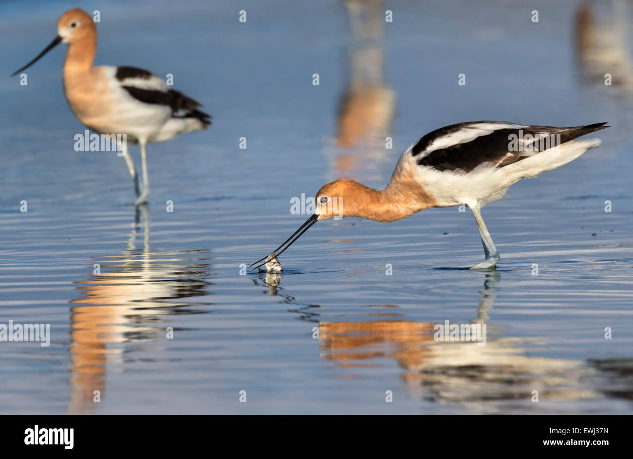 Fish eating birds hires stock photography and images Alamy