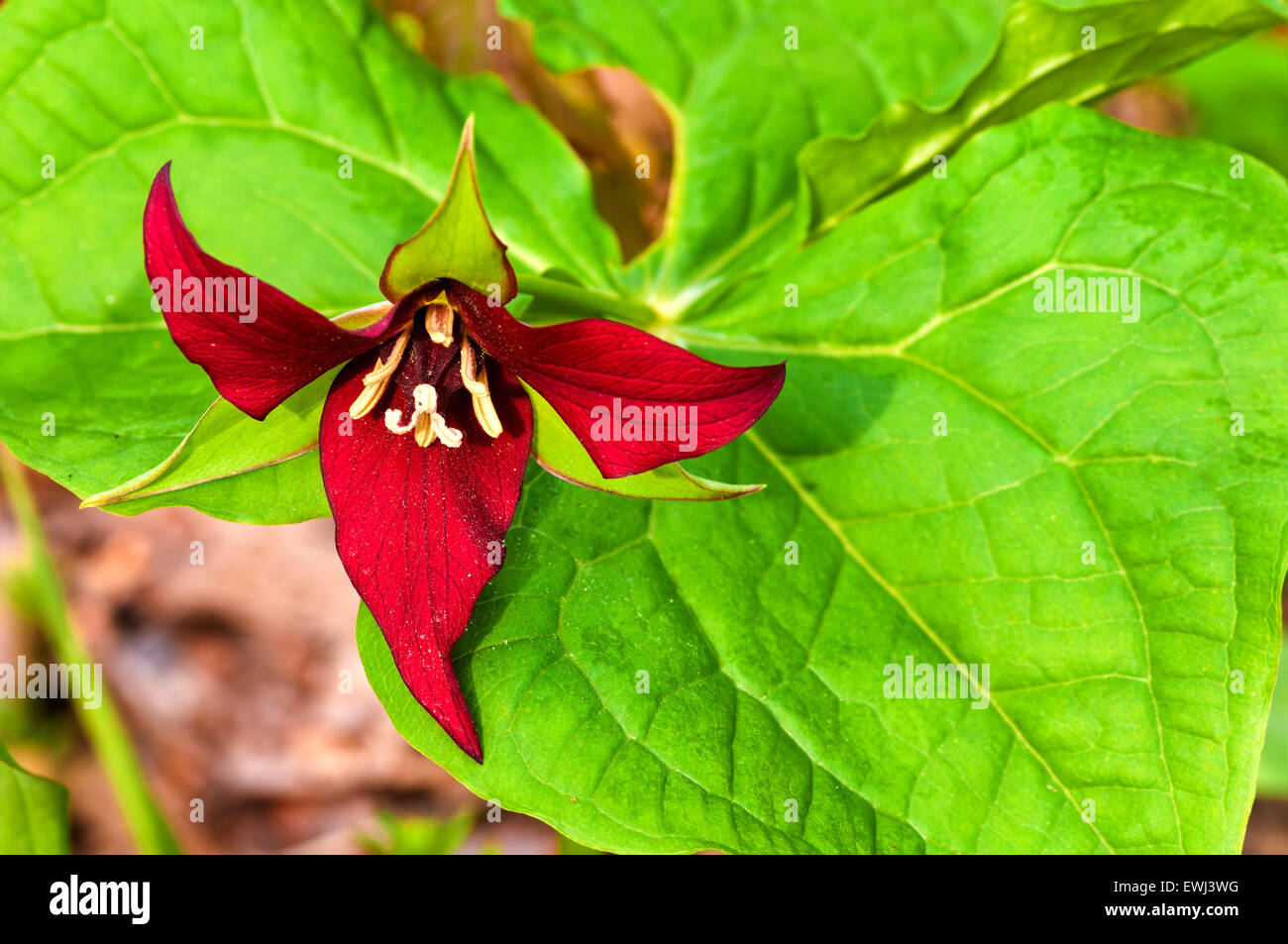 A relatively rare red trillium blooming in a spring wood Stock Photo