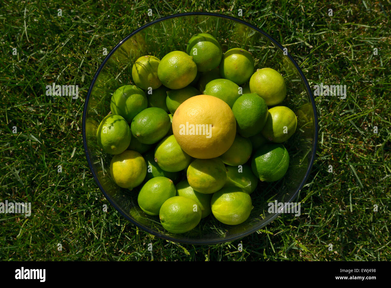Yellow grapefruit and green limes Stock Photo Alamy