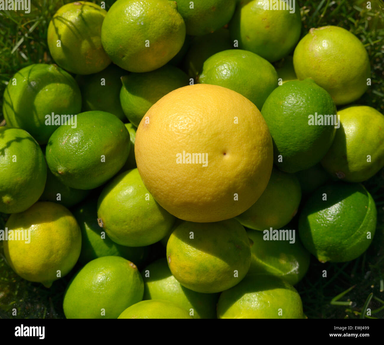 Yellow grapefruit and green limes Stock Photo Alamy