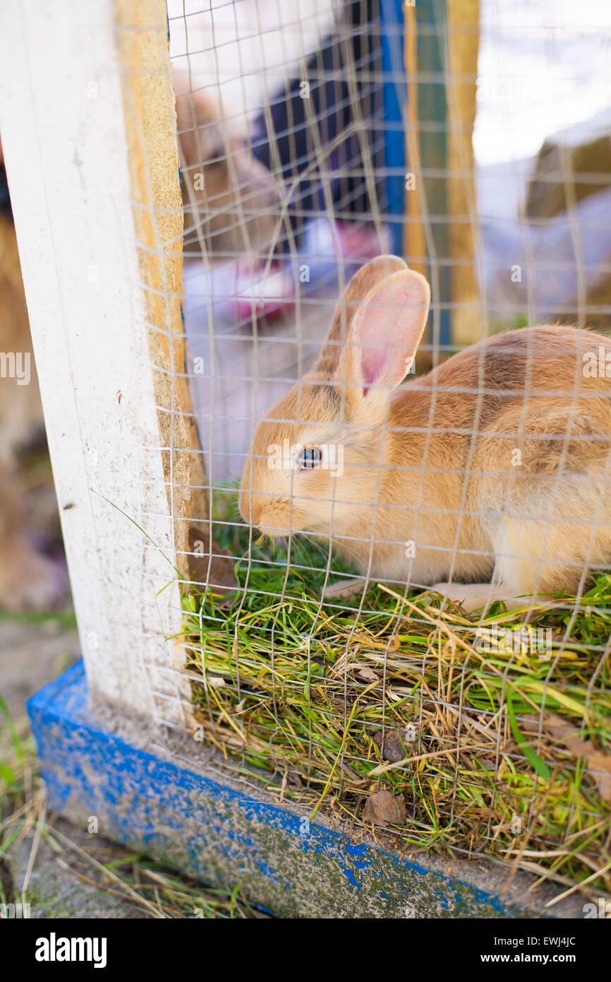 rabbit eating hutch