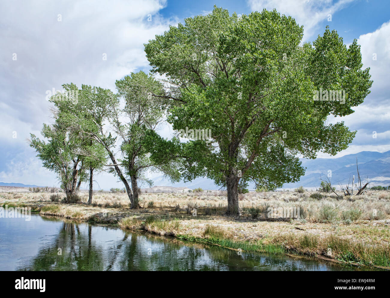 Eastern cottonwood hires stock photography and images Alamy