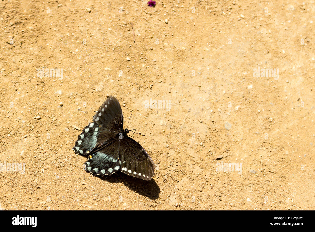 Spicebush swallowtail butterfly, Papilio troilus, is found in North America Stock Photo