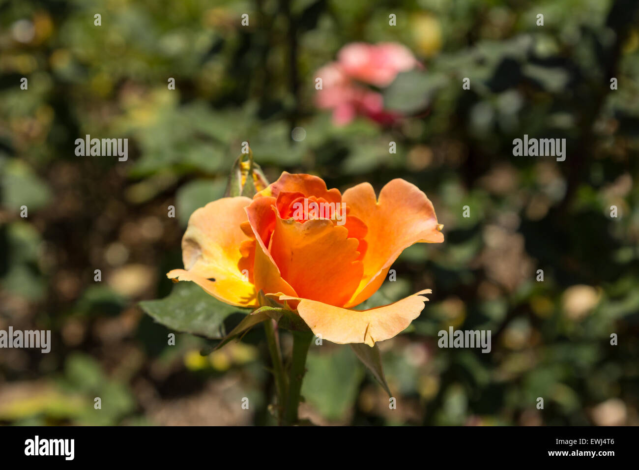 Peach rose, Rosa, blooms in spring in the garden Stock Photo