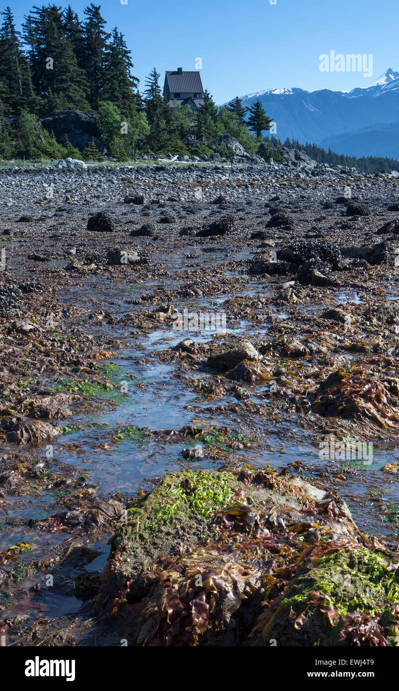 Seaweed at low tide in Viking Cover near Haines Alaska on a sunny day. Stock Photo