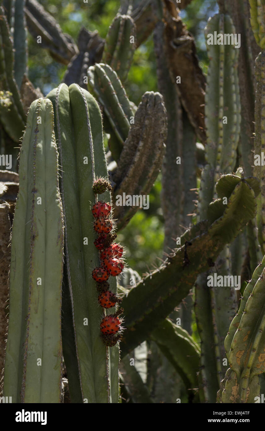 Prickly pear cactus, Opuntia, blooms in the Sonoran Desert, Arizona