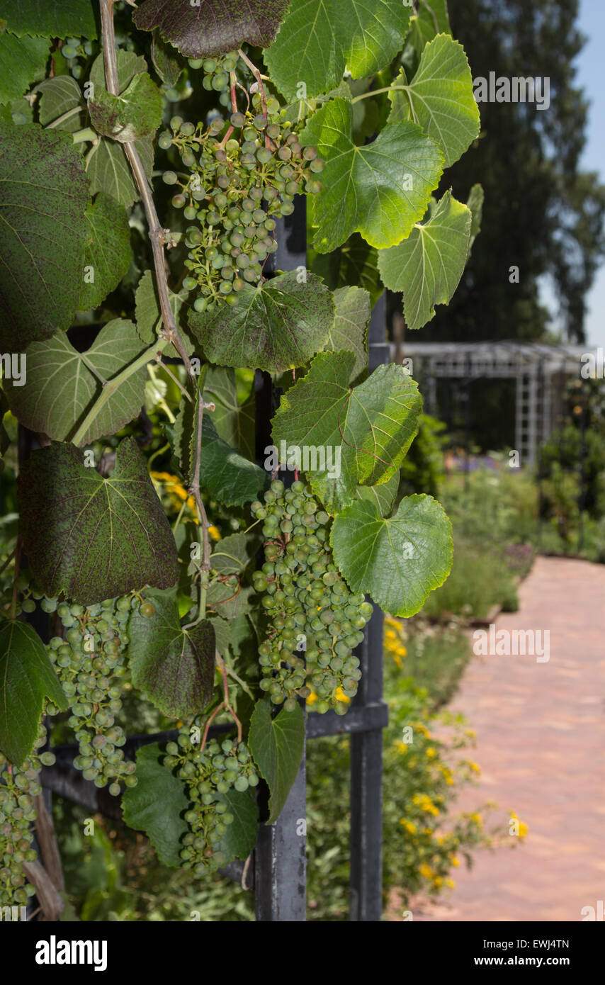 River bank wild grape, Vitis riparia, vine growing green grapes in summer Stock Photo