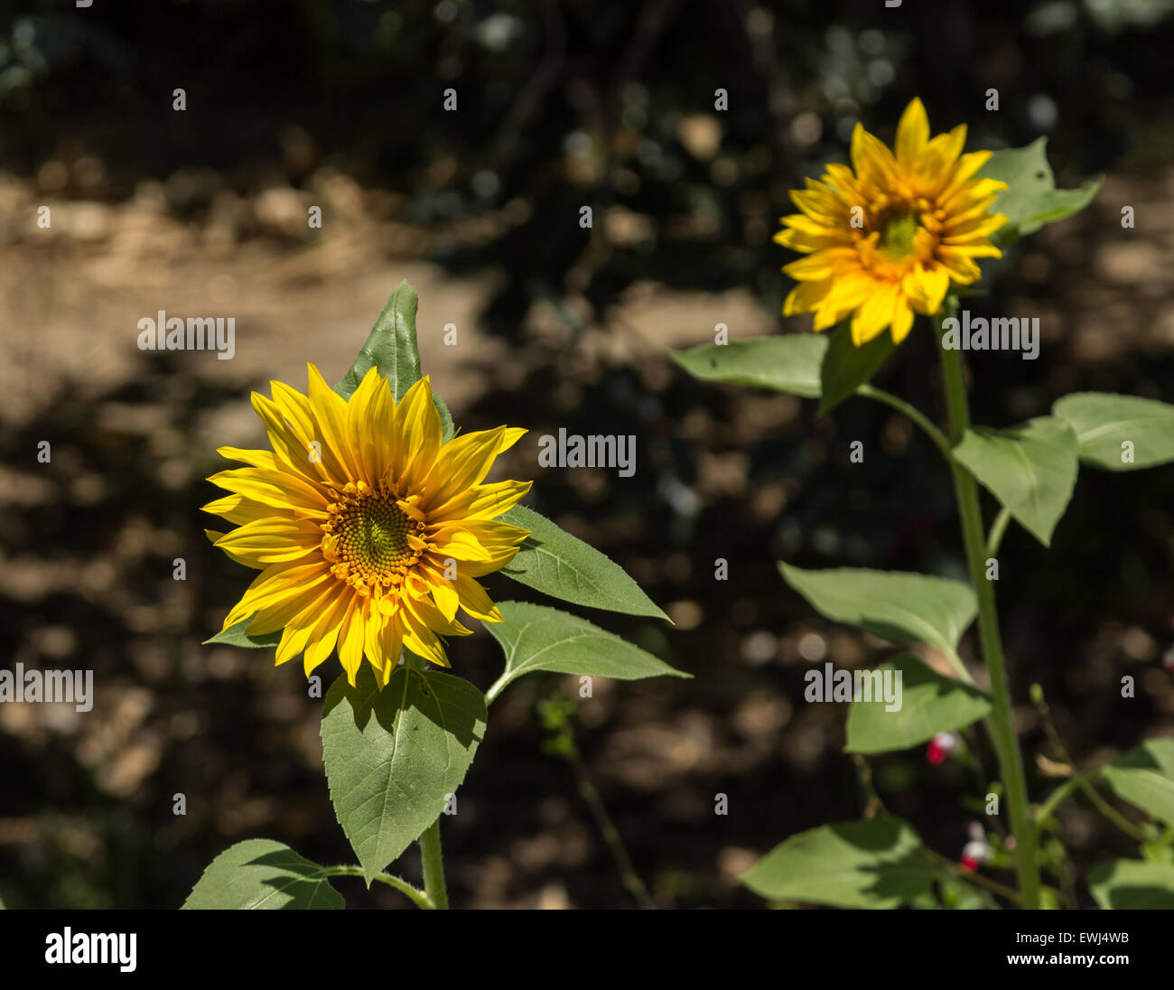 Sunflowers scientific name helianthus annuus hires stock photography and images Alamy