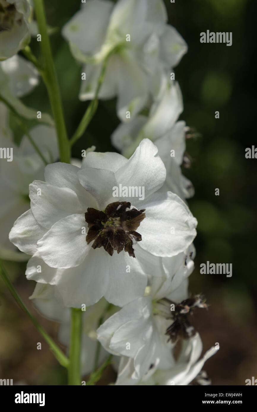 White Delphinium with black center blooms in summer Stock Photo