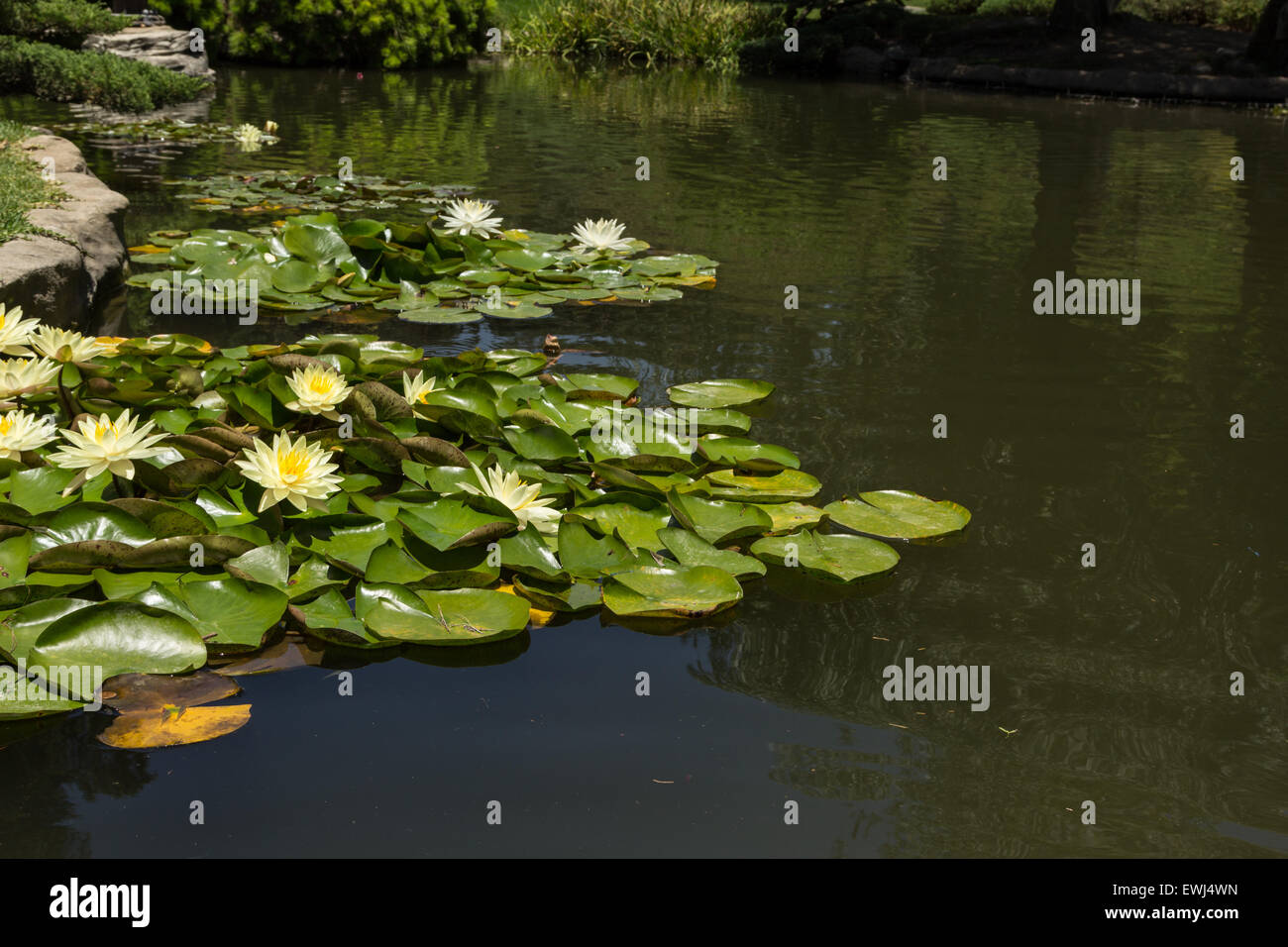 White water lily on top of a koi pond in Southern California Stock ...