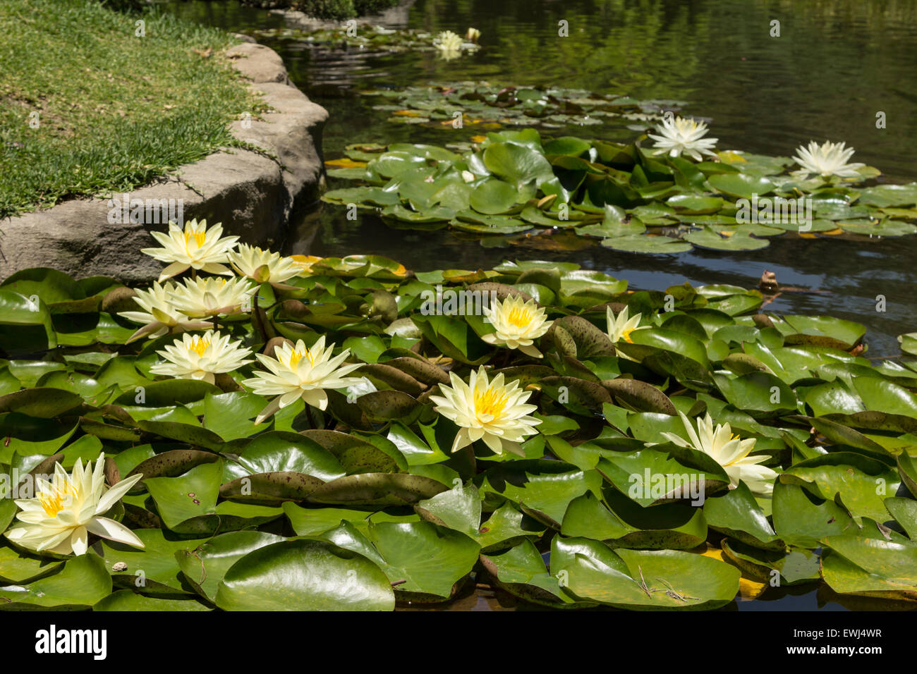 Image showcasing White water lily on top of a koi pond in Southern California Stock ...