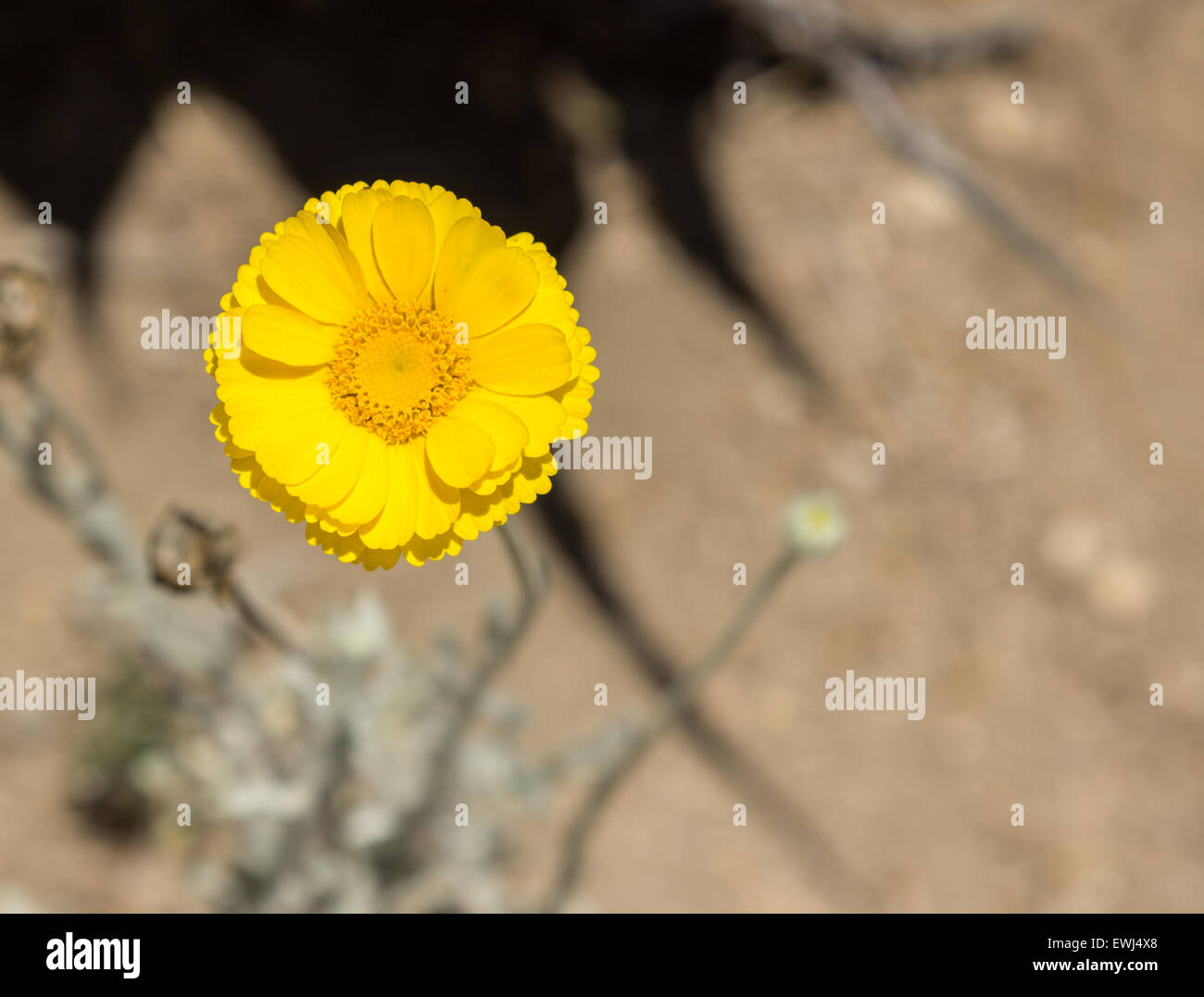 A yellow button daisy blooms in the desert in spring Stock Photo