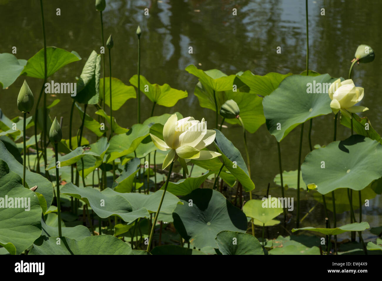 White and yellow lotus flower on top of a koi pond in Southern California Stock Photo