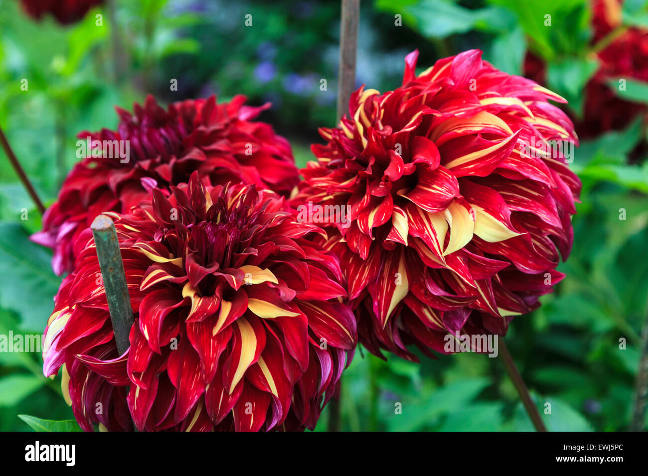 Dahlia Flower Stock Photo