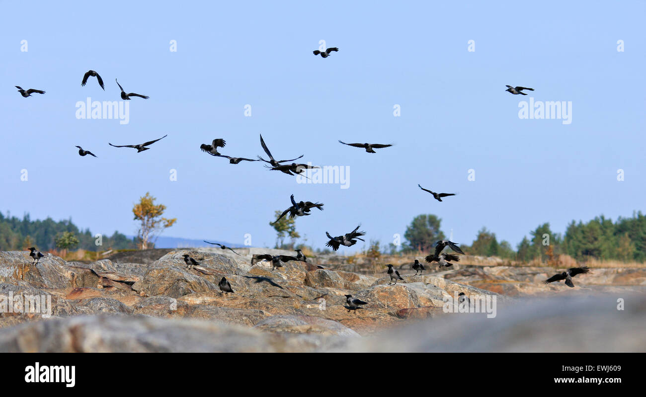 A flock of crows, Corvus cornix, hooded crow move around in the air