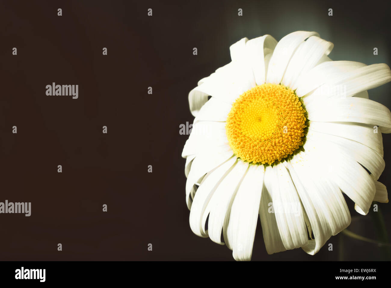 Fading Flower High Resolution Stock Photography and Images Alamy