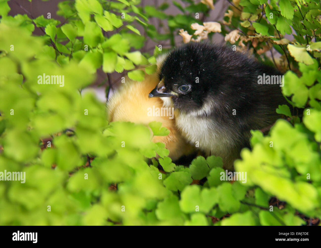 First Look newborn chickens on the world. Stock Photo