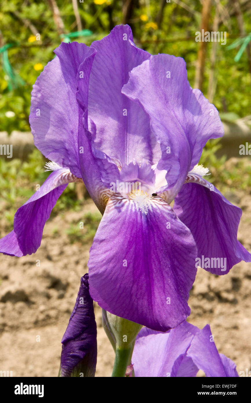 Delicate and tremulous iris flower. Stock Photo