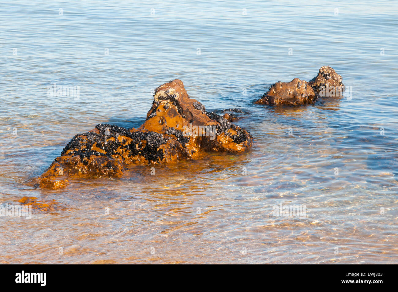 Musselencrusted rocks in the shallows at Brighton Beach on Port