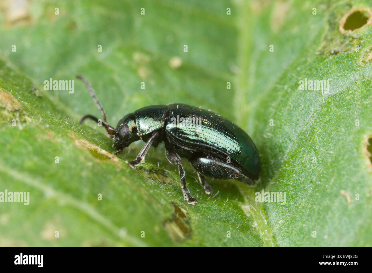 Bean beetle hires stock photography and images Alamy