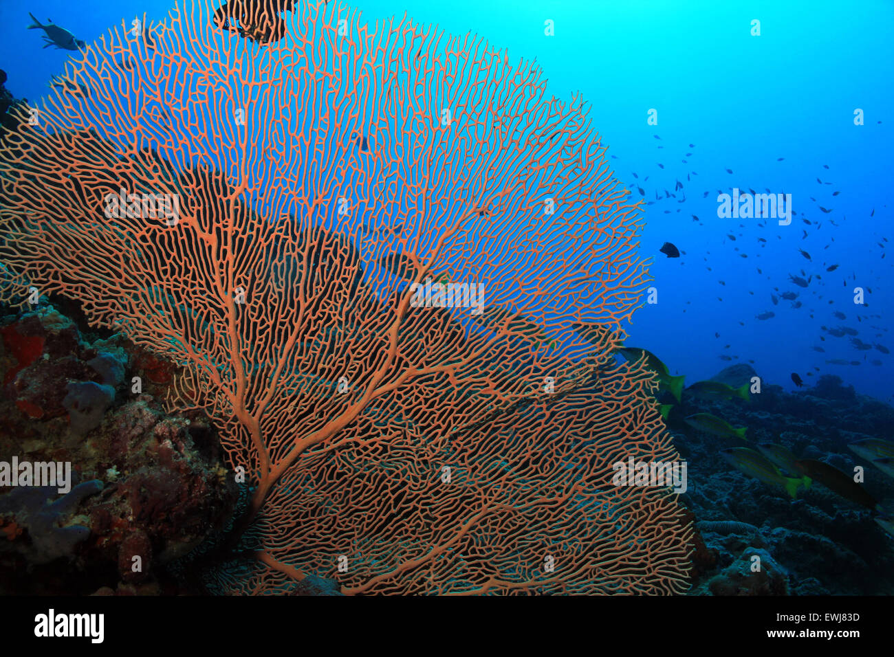 Gorgonian Fan Coral (Anella Mollis, aka Giant Fan Coral) against Blue Water, South Ari Atoll, Maldives Stock Photo