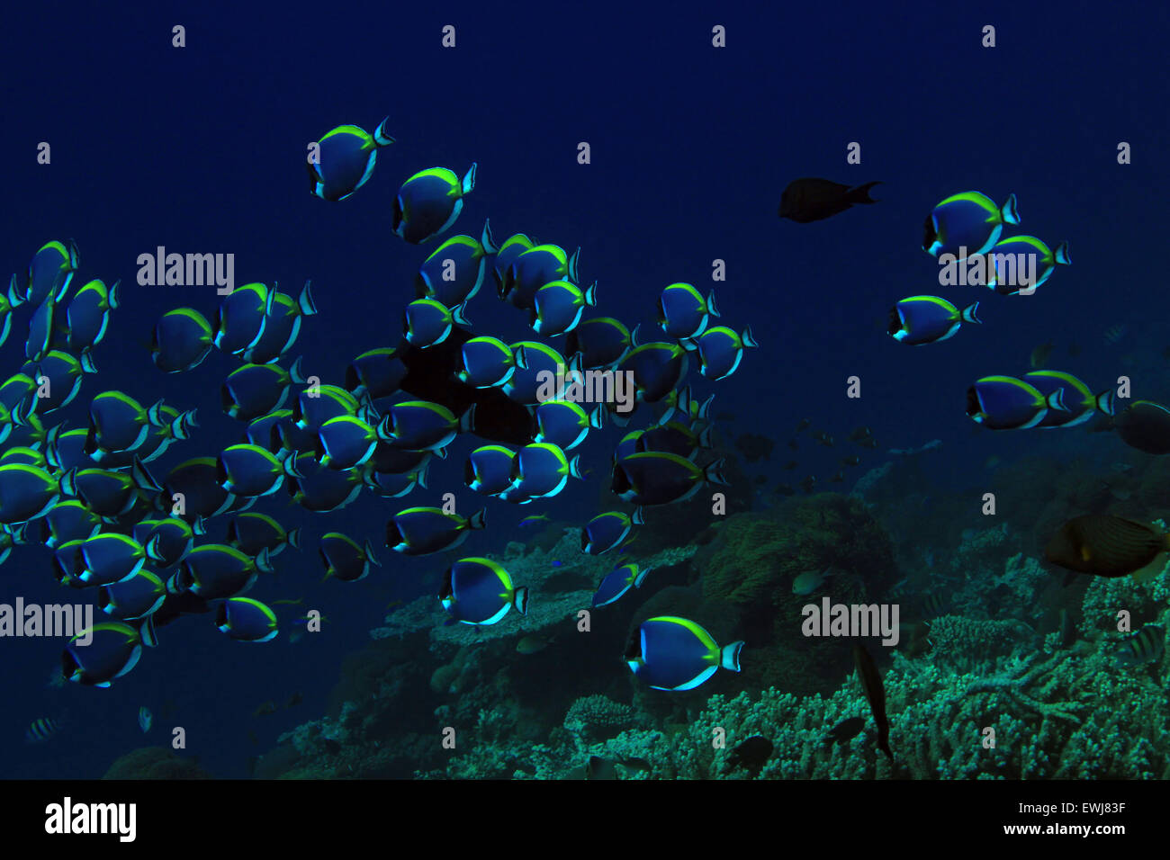 School of Powderblue Surgeonfish (Acanthurus Leucosternon) over Coral Reef, South Ari Atoll, Maldives Stock Photo