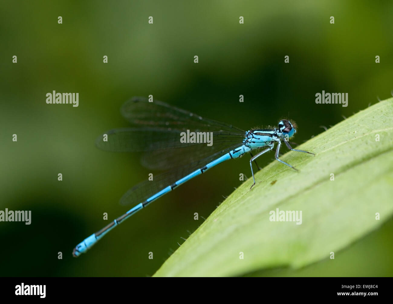 blue dragonfly sits on a leaf Stock Photo - Alamy