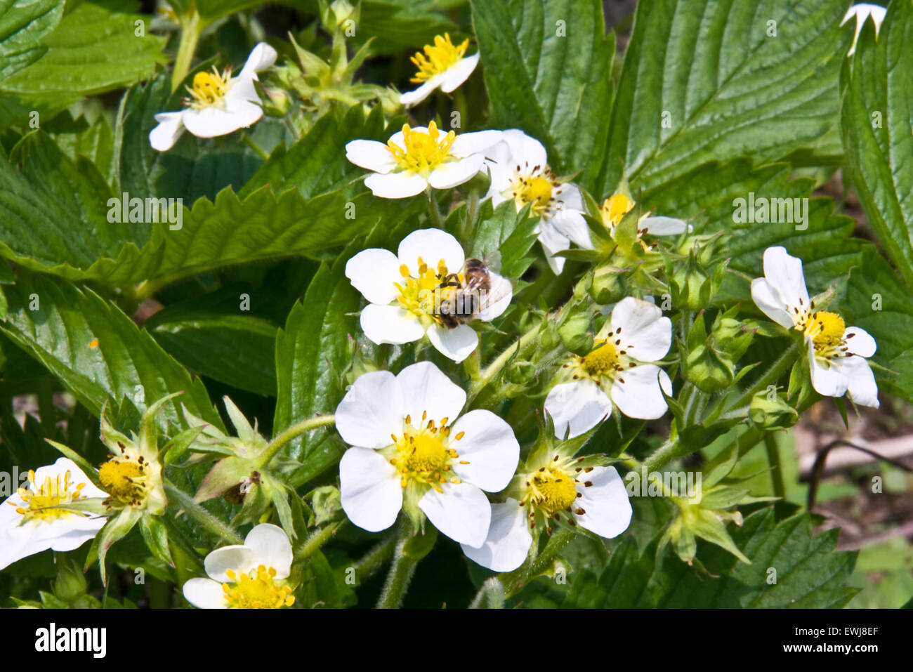 bee collects nectar from a flower of strawberry Stock Photo