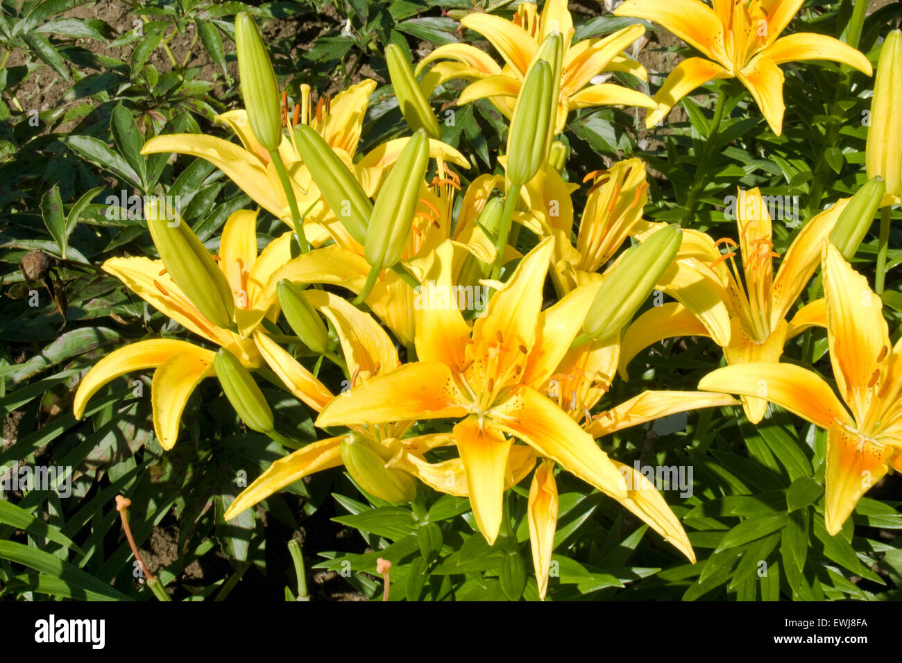 The graceful summer garden lilies. Stock Photo