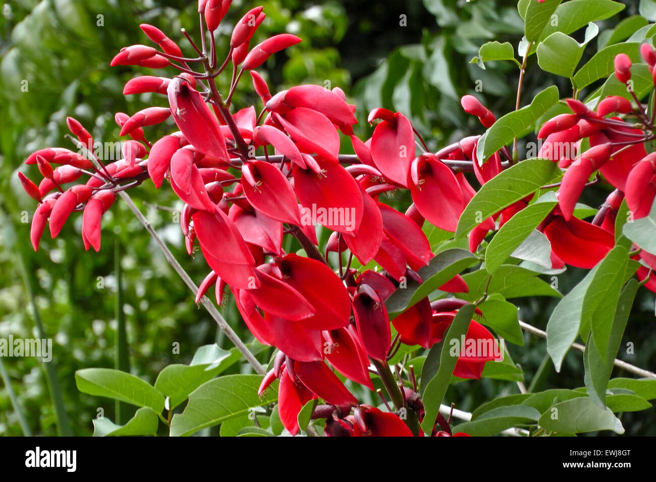 The bright colors of tropical flowering shrub. Flower Stock Photo - Alamy