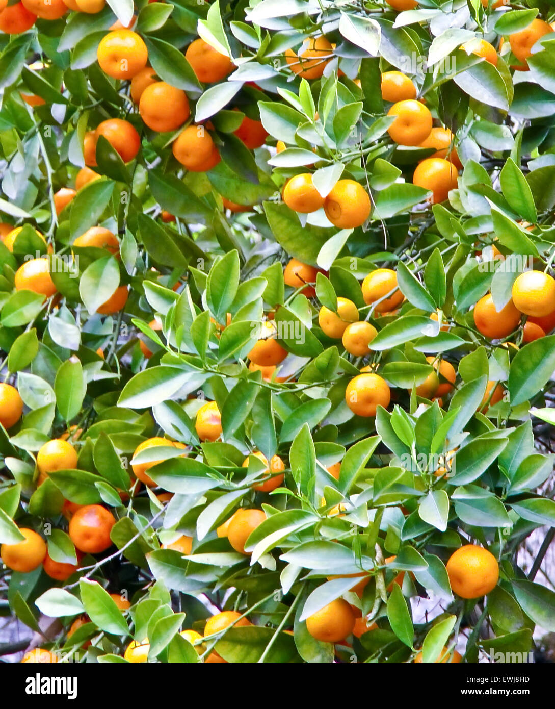 ripe fruit and bright tangerine. Stock Photo