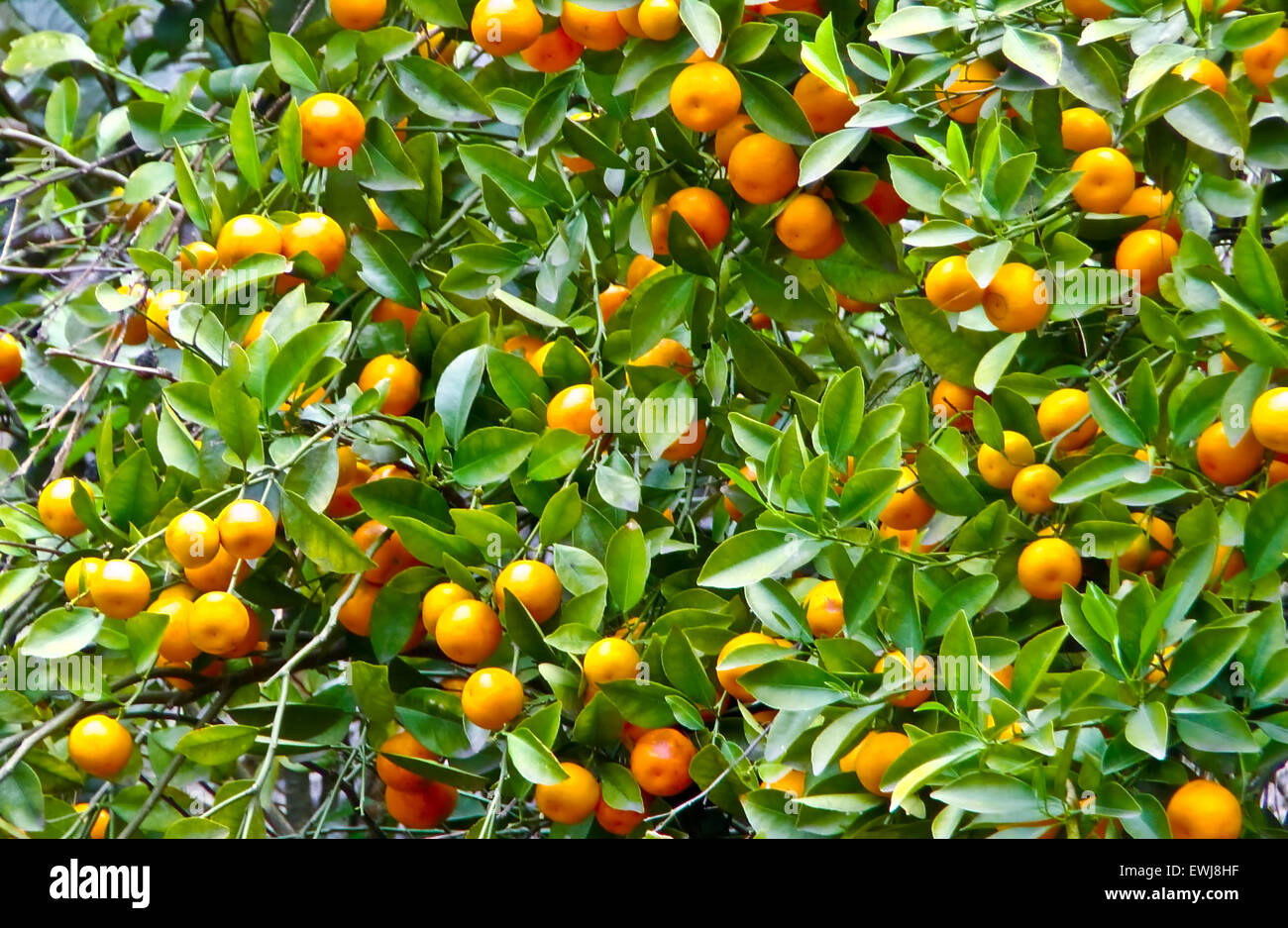ripe fruit and bright tangerine Stock Photo - Alamy