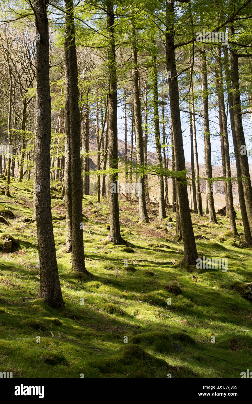 Woodland landscape tree trunks on the banks of Lake Buttermere, Cumbria, England, UK Stock Photo