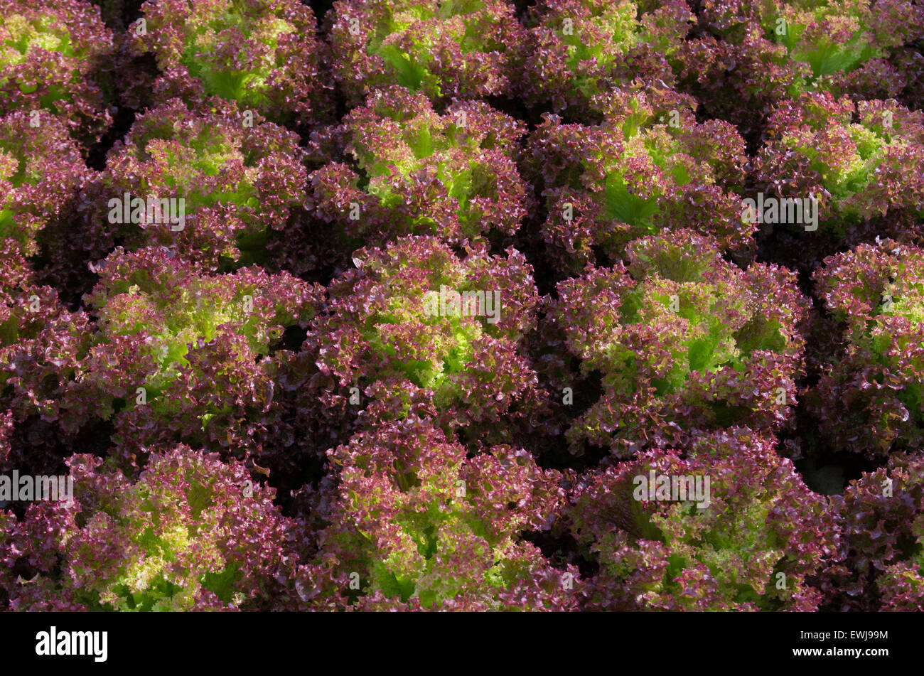 closeup of red lettuce in a commercial greenhouse Stock Photo