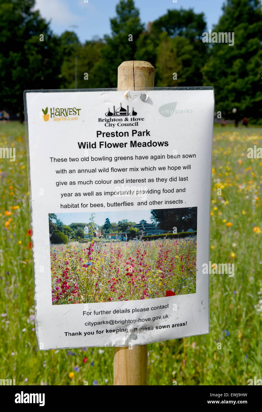 Brighton, UK. 27th June, 2015. The  Preston Park Wild Flower Meadows in Brighton It is the second year a mixture of wild flowers have been sown on two old bowling greens by the city council providing habitat and food for bees , butterflies and other insects  Credit:  Simon Dack/Alamy Live News Stock Photo