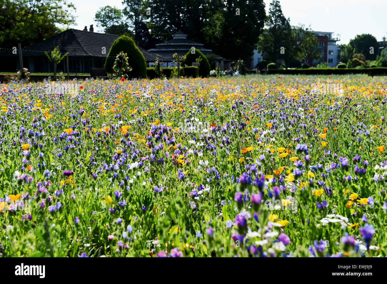 Brighton, UK. 27th June, 2015. Time to relax and enjoy the beautiful summer weather in the Preston Park Wild Flower Meadows in Brighton early today It is the second year a mixture of wild flowers have been sown on two old bowling greens by the city council providing habitat and food for bees , butterflies and other insects  Credit:  Simon Dack/Alamy Live News Stock Photo