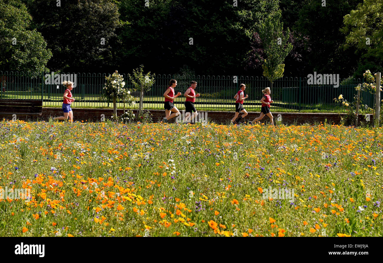 Brighton, UK. 27th June, 2015. Early morning runners enjoy the beautiful summer weather through the Preston Park Wild Flower Meadows in Brighton It is the second year a mixture of wild flowers have been sown on two old bowling greens by the city council providing habitat and food for bees , butterflies and other insects Stock Photo