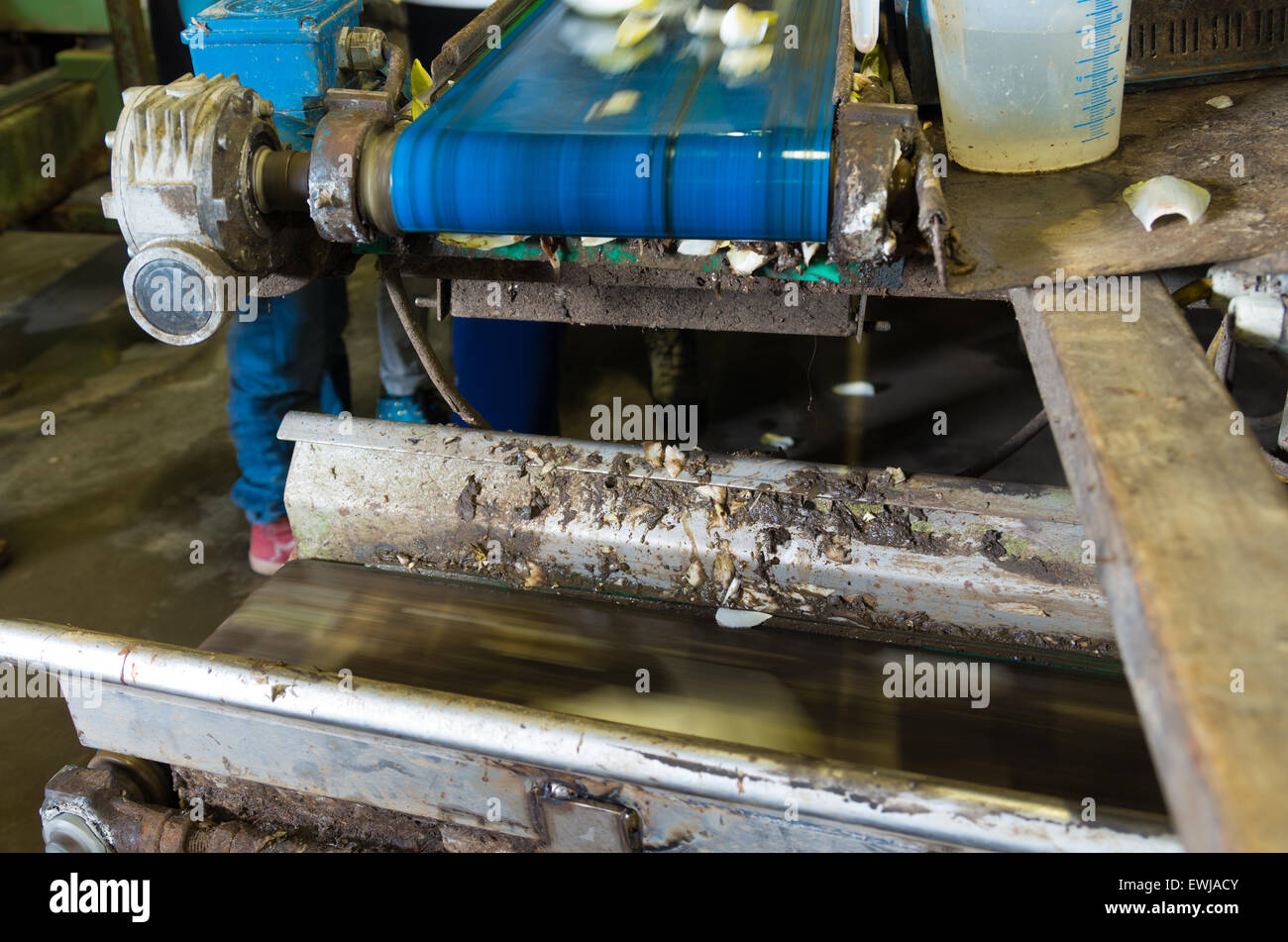 dirty production line in a chicory factory Stock Photo