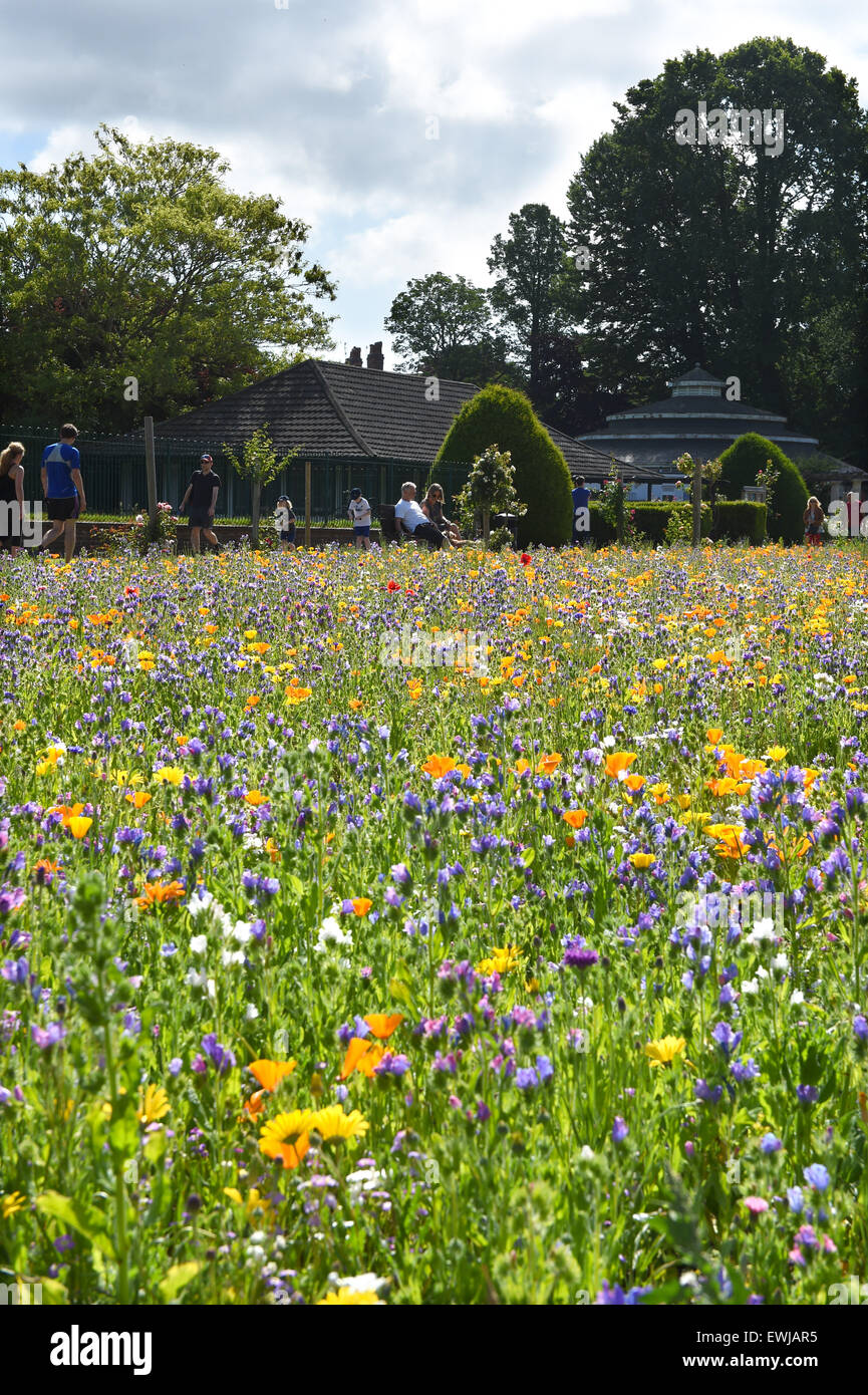 Brighton, UK. 27th June, 2015. Time to relax and enjoy the beautiful summer weather in the Preston Park Wild Flower Meadows in Brighton early today It is the second year a mixture of wild flowers have been sown on two old bowling greens by the city council providing habitat and food for bees , butterflies and other insects  Credit:  Simon Dack/Alamy Live News Stock Photo