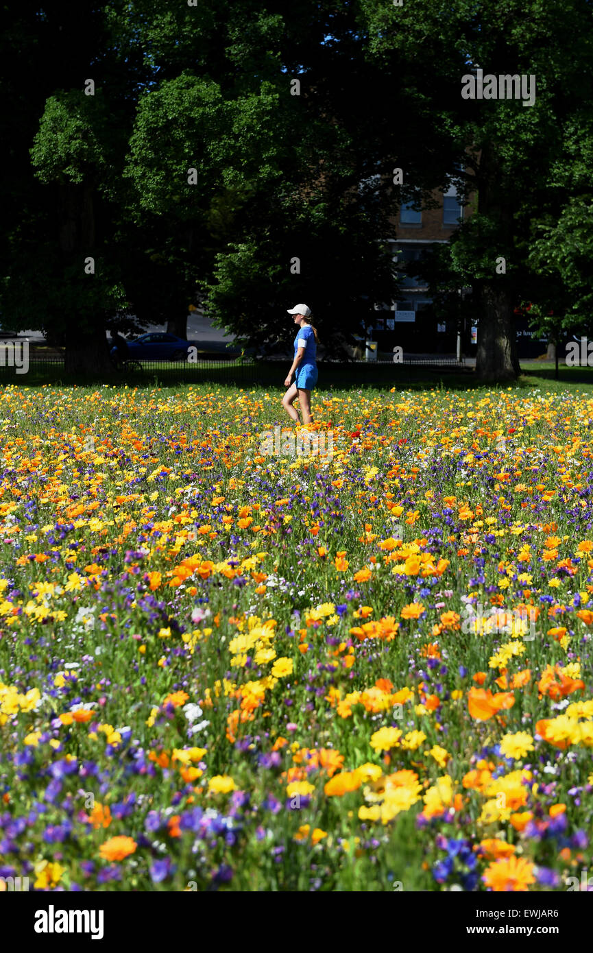 Brighton, UK. 27th June, 2015. An early morning walker enjoys the beautiful summer weather in the Preston Park Wild Flower Meadows in Brighton It is the second year a mixture of wild flowers have been sown on two old bowling greens by the city council providing habitat and food for bees , butterflies and other insects  Credit:  Simon Dack/Alamy Live News Stock Photo