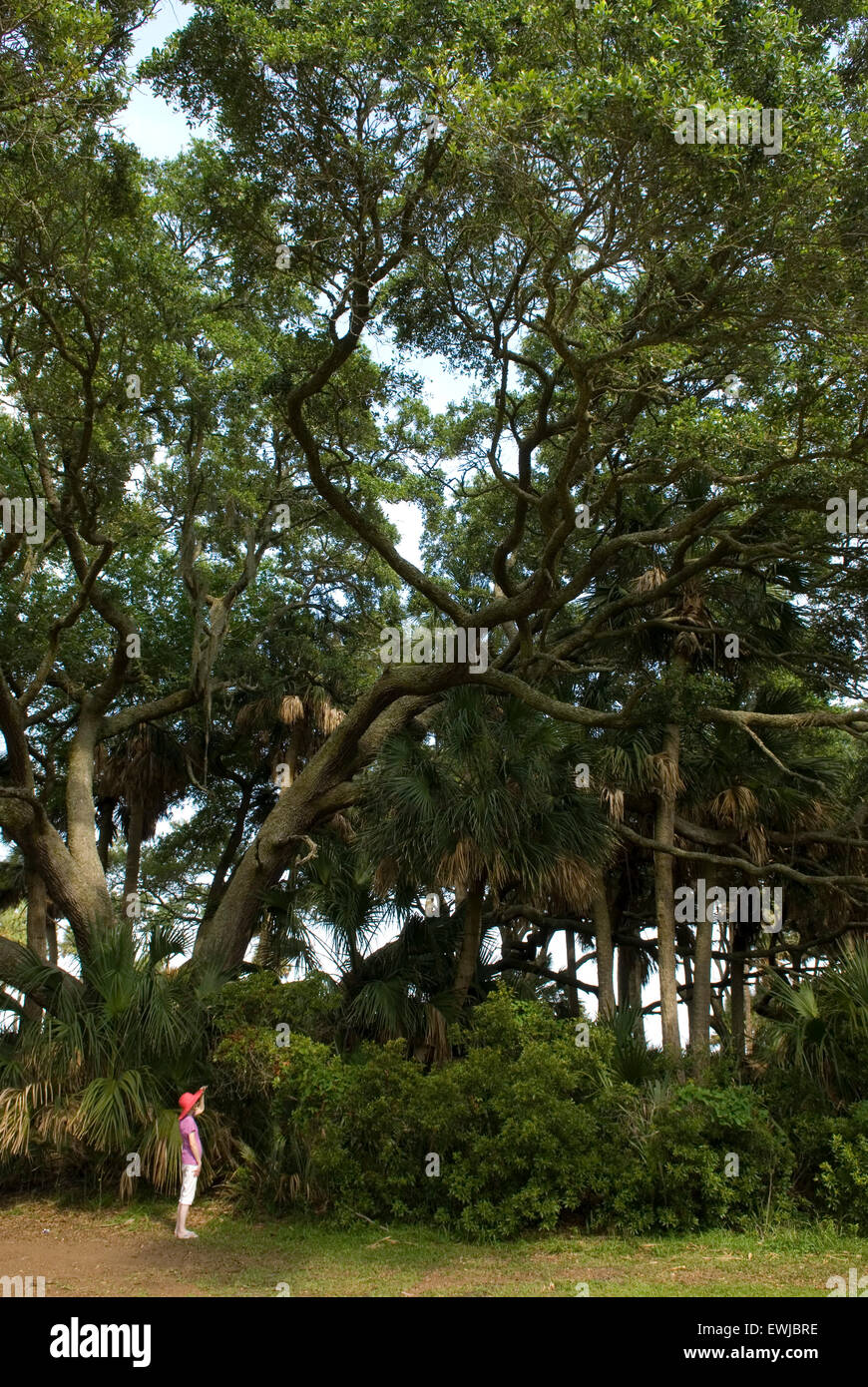 Oak trees Hunting Island, South Carolina, USA Stock Photo Alamy