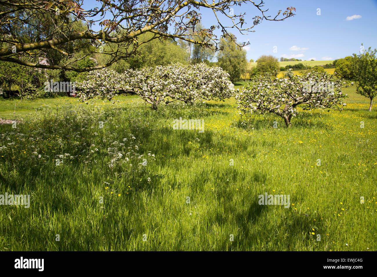Blossom of trees hi-res stock photography and images - Alamy