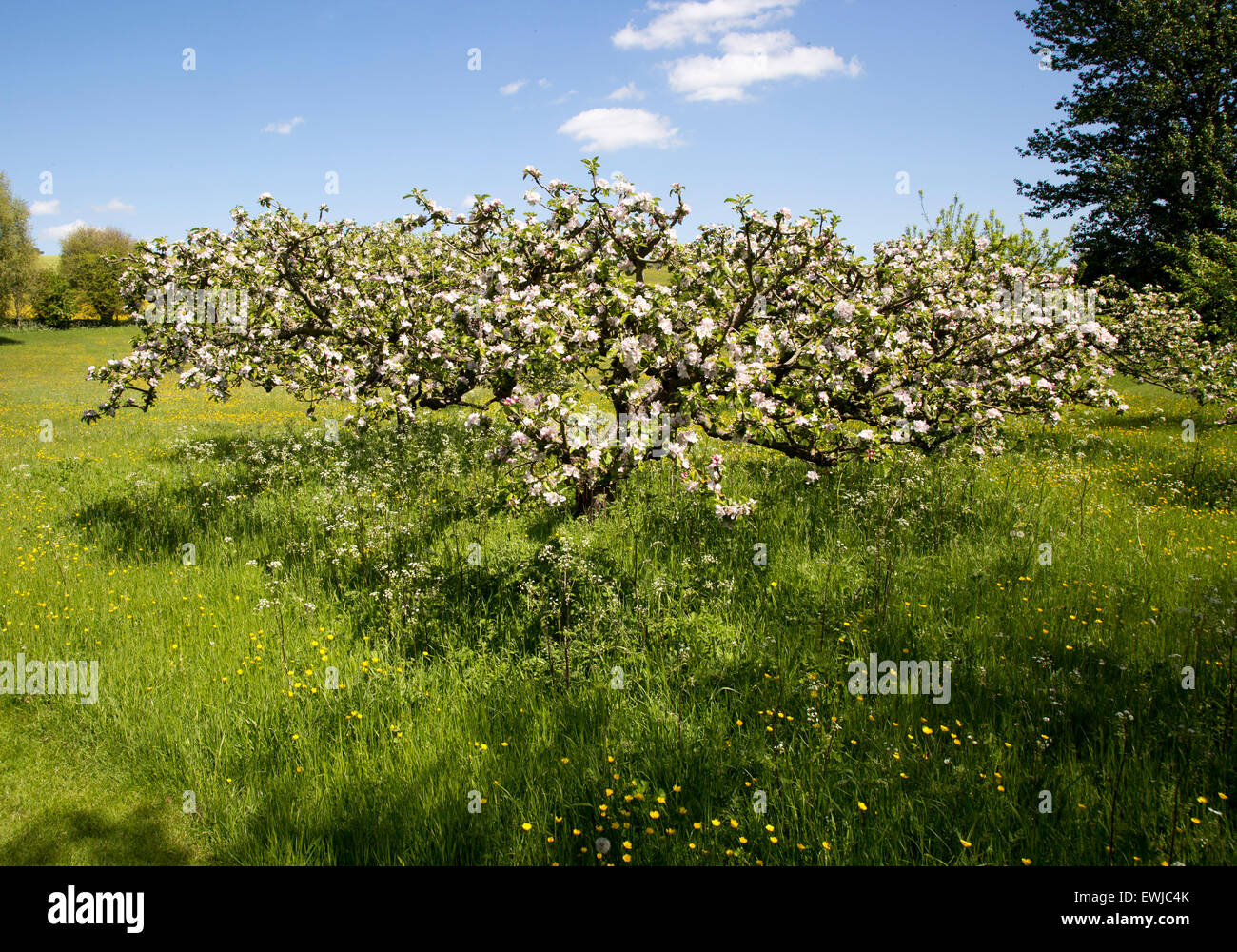 English orchard blossom uk hi-res stock photography and images - Alamy