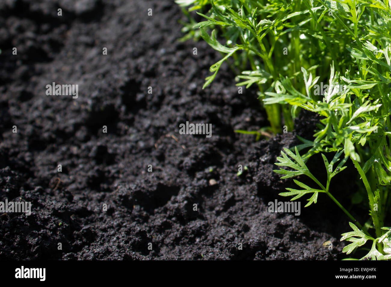 will frost kill carrot seedlings will frost kill carrot seedlings