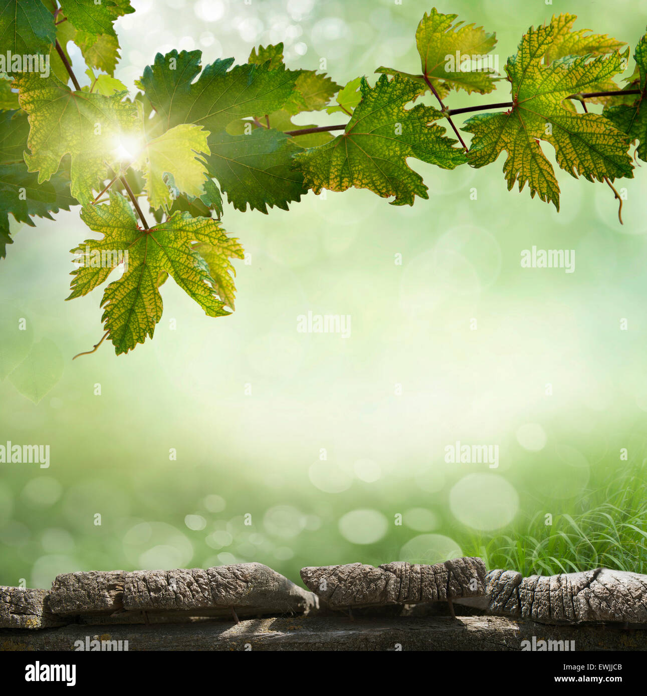 Abstract Nature Bokeh Stock Photo