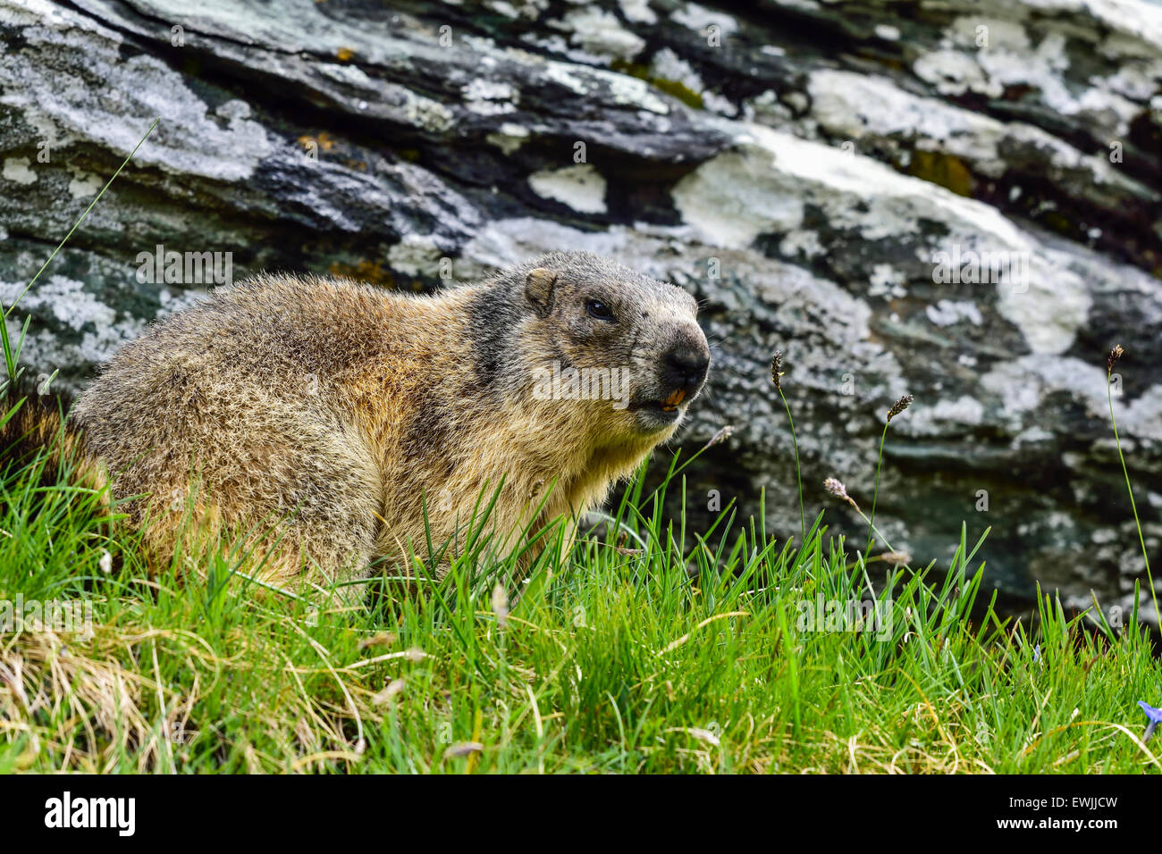 Alpine marmot at Grossglockner. Altitude: 2700m Stock Photo