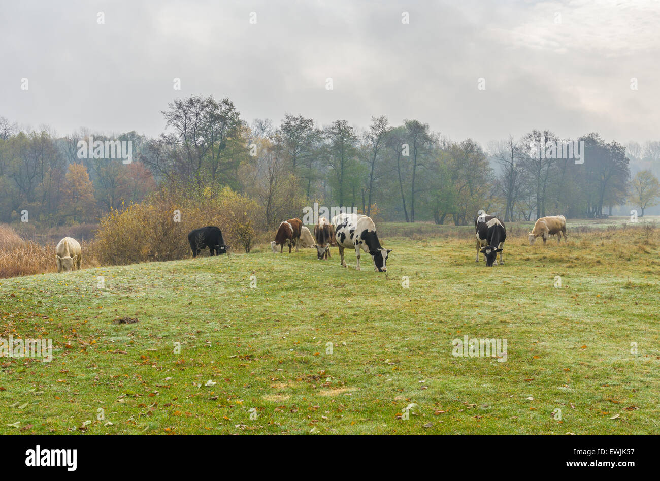 Humid morning on an autumnal pasture Stock Photo