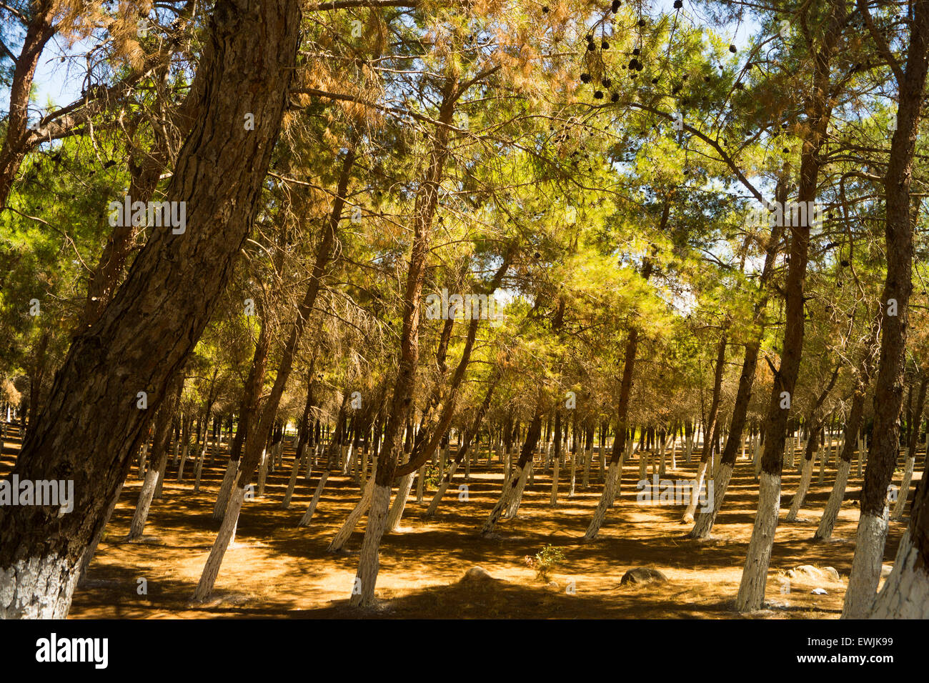 Windblown, leaning trees in Didim, Turkey Stock Photo